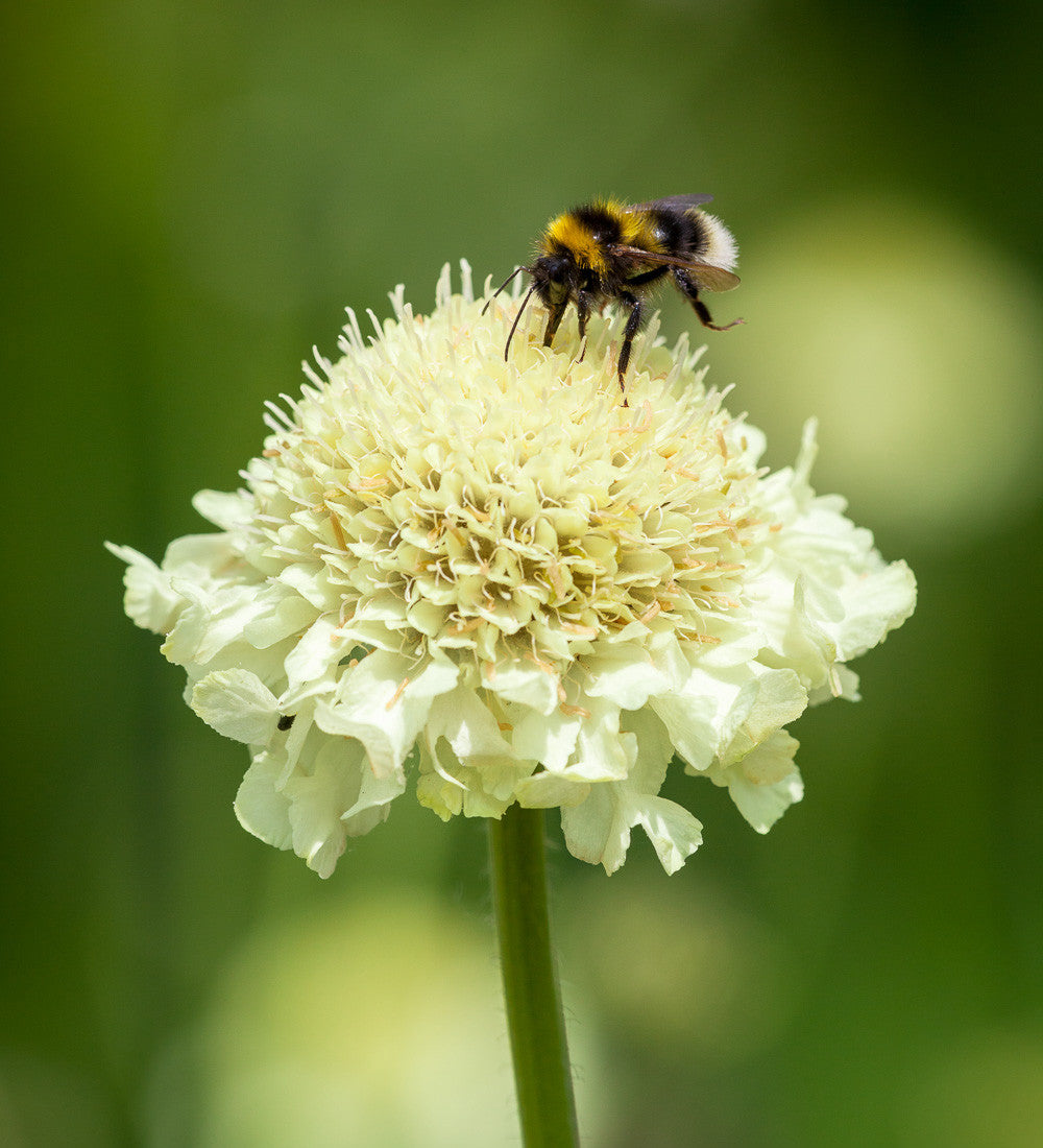 Cephalaria gigantea