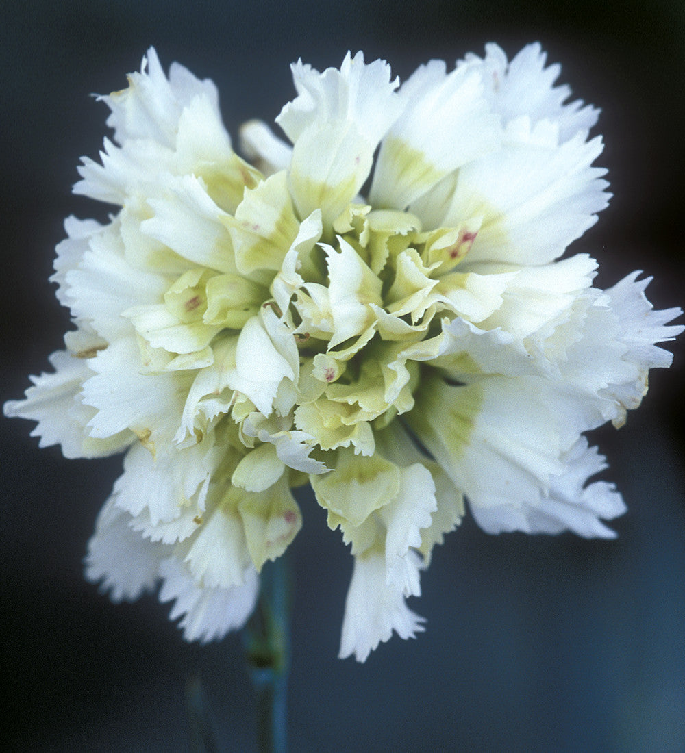 Dianthus 'Mrs Sinkins'