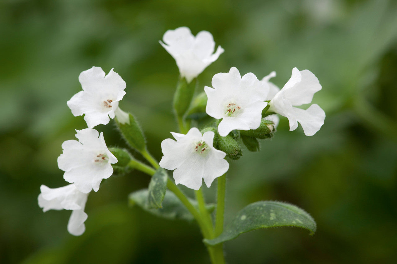 Pulmonaria 'Sissinghurst White'