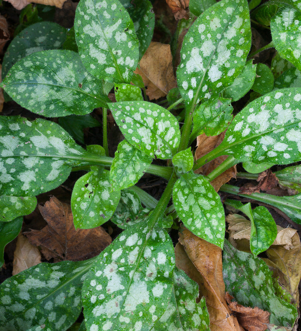 Pulmonaria 'Sissinghurst White'