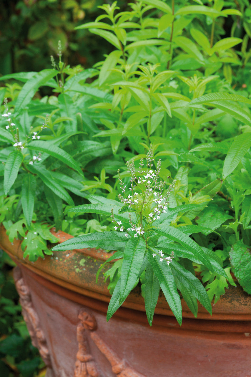 Lemon Verbena (Aloysia citrodora)