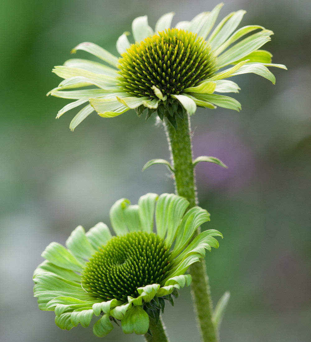 Echinacea purpurea 'Green Jewel'
