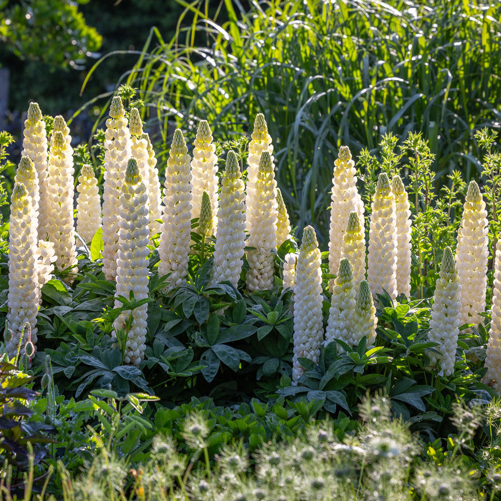 Lupinus 'Noble Maiden' (Band of Nobles Series)