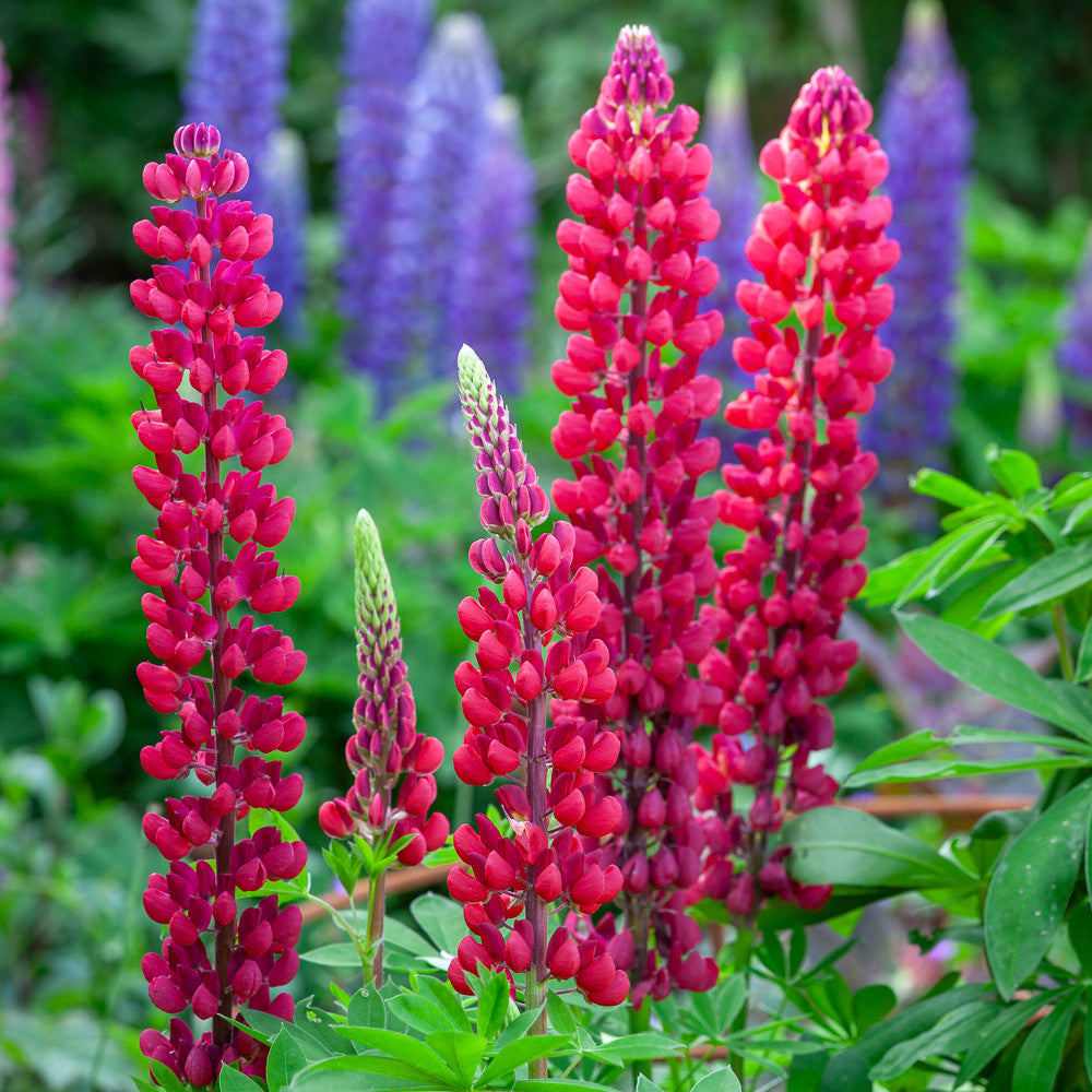 Lupinus 'My Castle' (Band of Nobles Series)