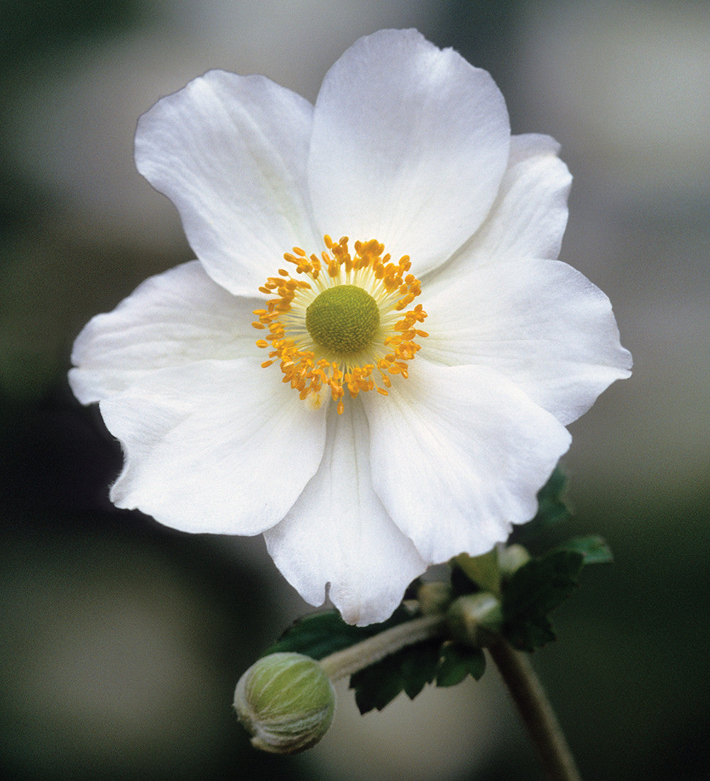 Buy Anemone 'Honorine Jobert' | Japanese Anemone | Sarah Raven