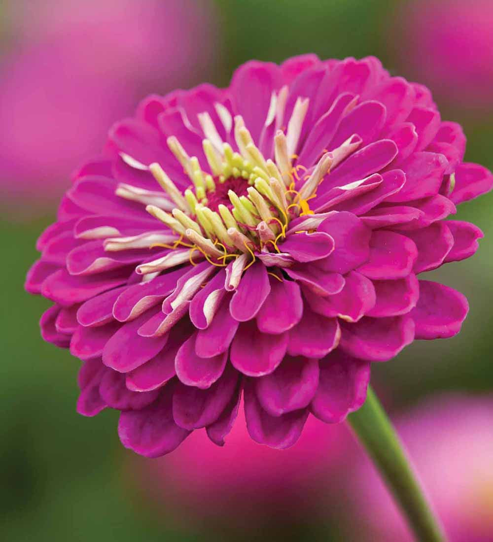 Zinnia elegans 'Benary's Giant Purple'