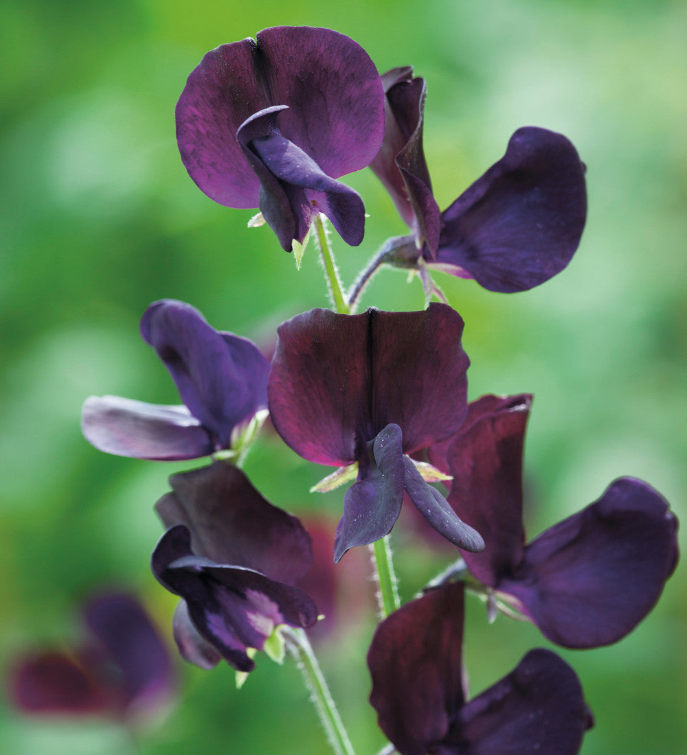 Ultimate Sweet Pea Seed Gift Box Collection
