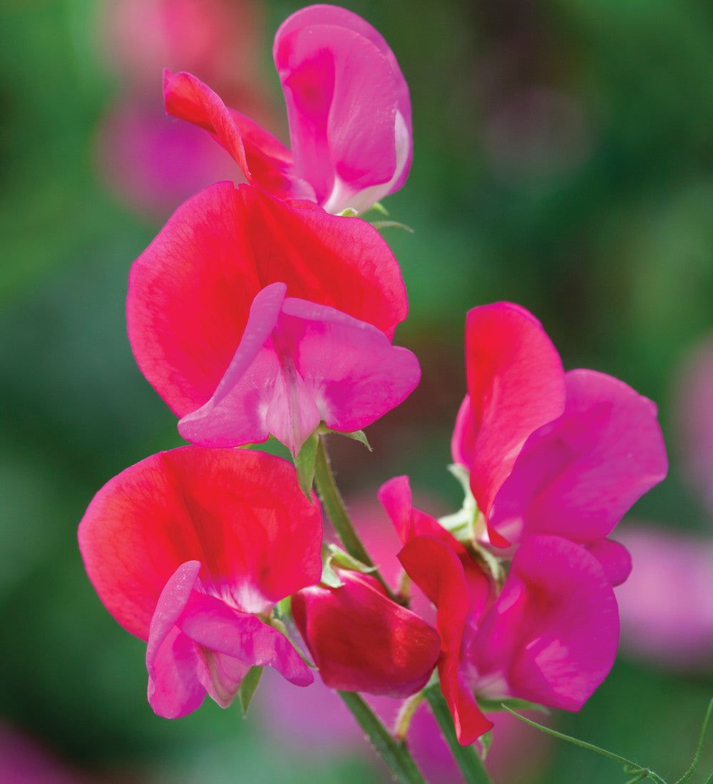 Ultimate Sweet Pea Seed Gift Box Collection