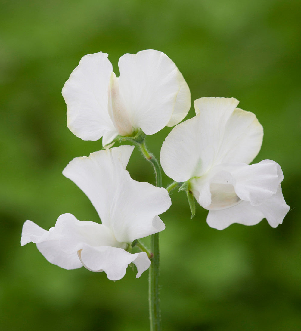 Ultimate Sweet Pea Seed Gift Box Collection