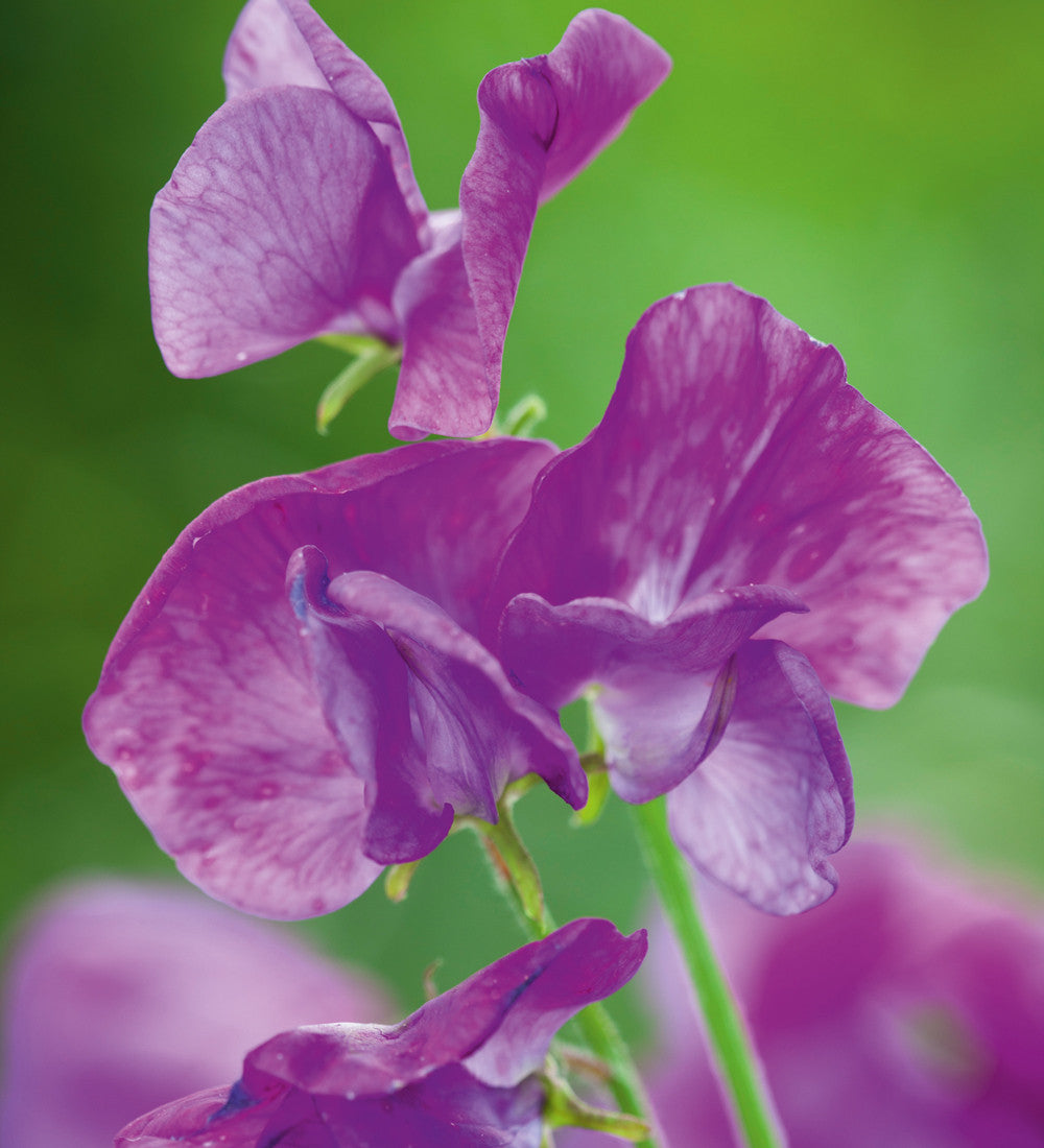 Ultimate Sweet Pea Seed Gift Box Collection