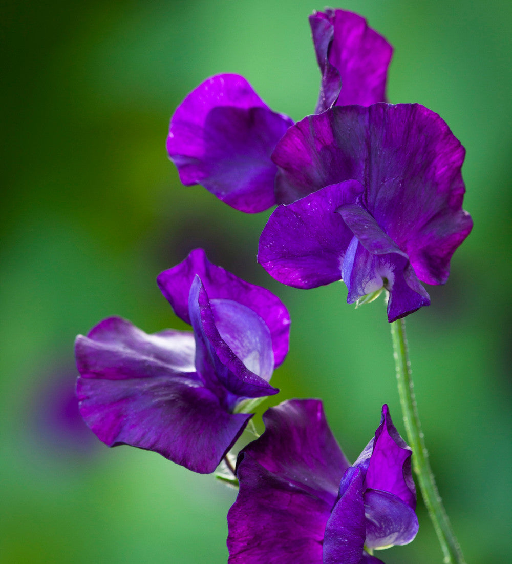 Ultimate Sweet Pea Seed Gift Box Collection