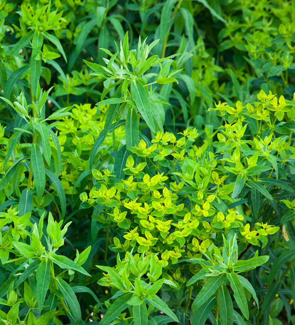 Euphorbia ceratocarpa