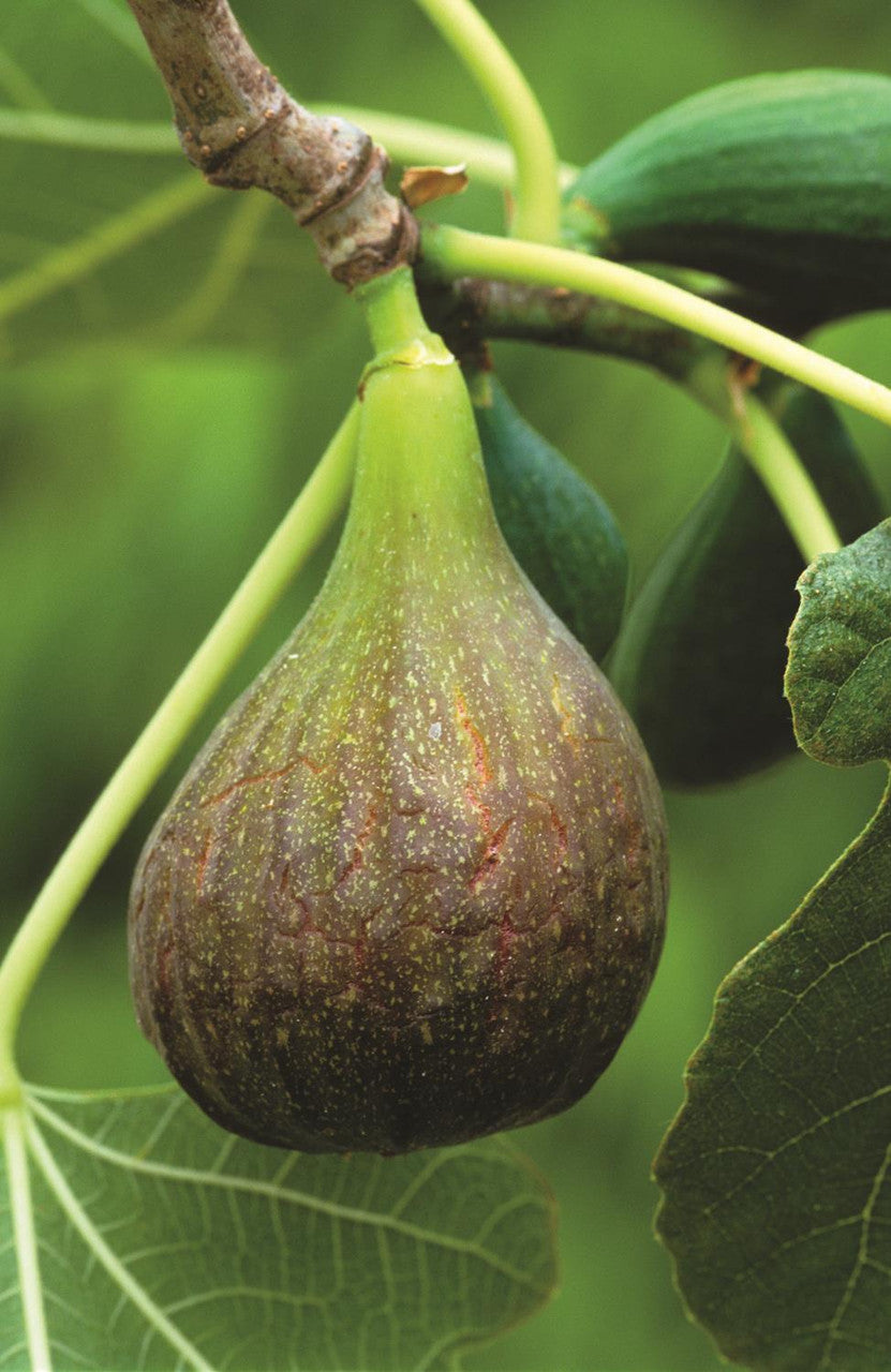 Fig 'Brown Turkey' (Ficus carica)