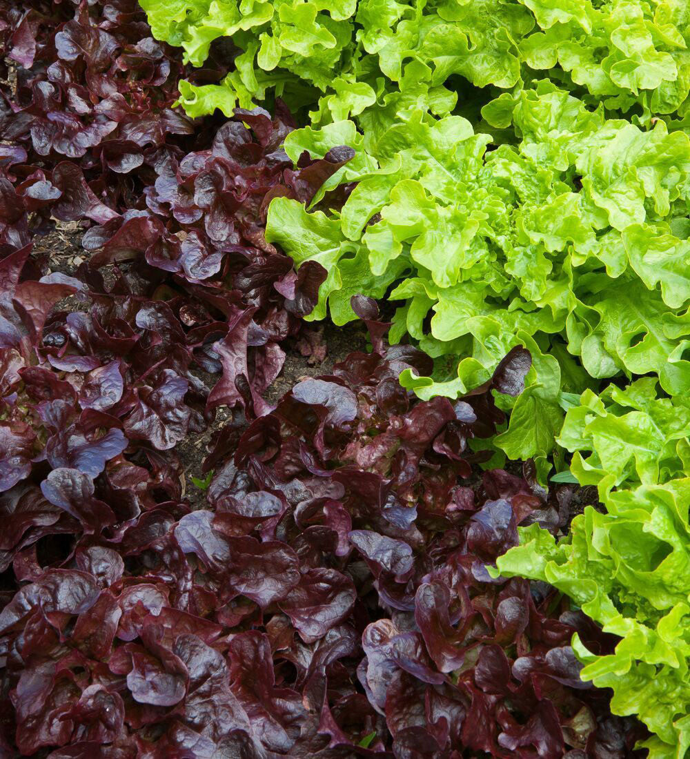 Lettuce 'Red Salad Bowl'