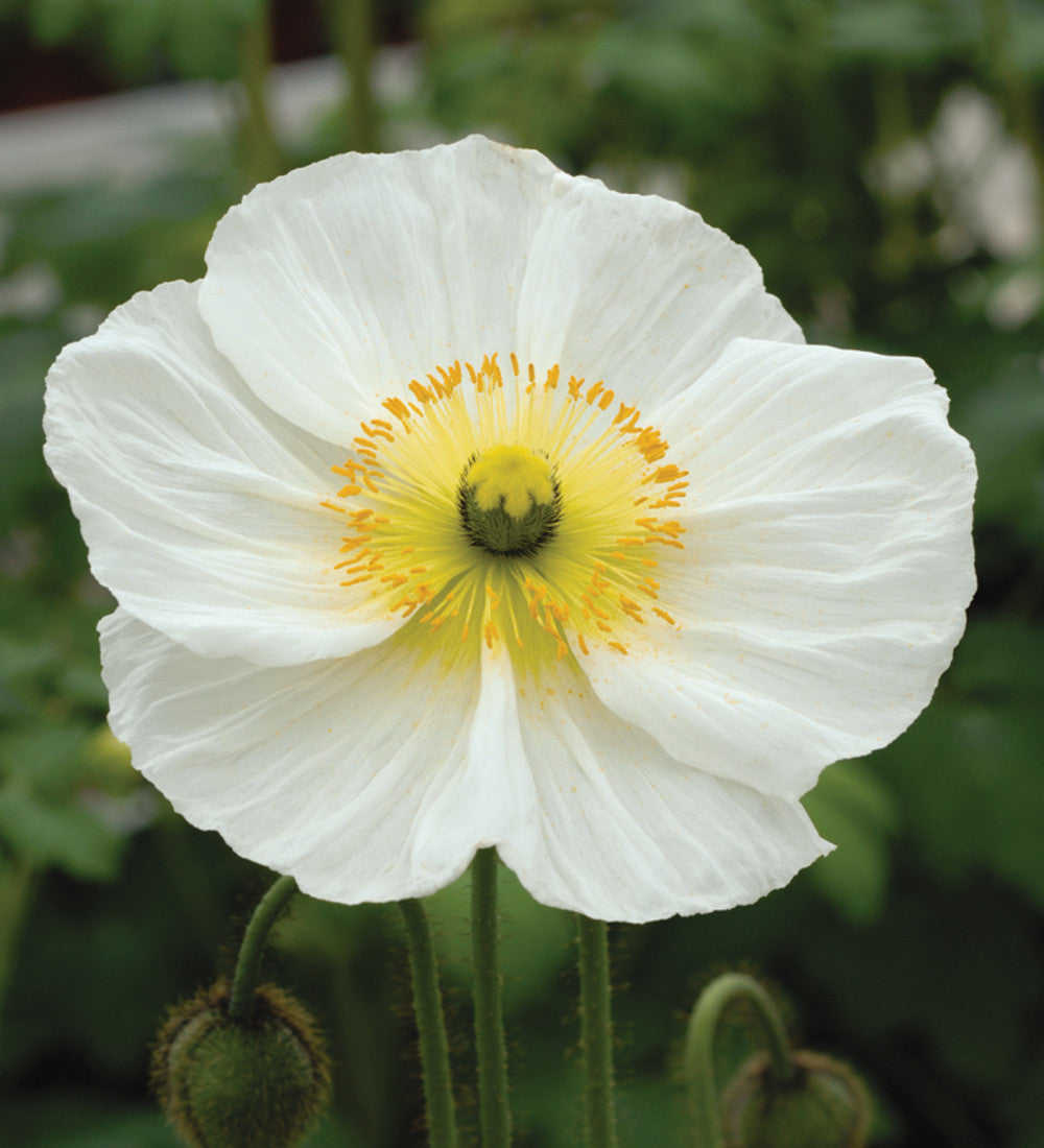 Papaver nudicaule 'Champagne Bubbles Mix' F1