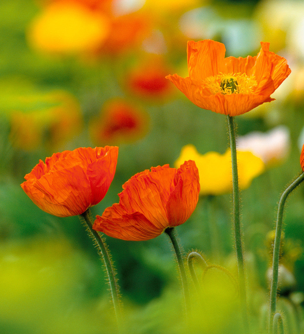 Papaver nudicaule 'Champagne Bubbles Mix' F1