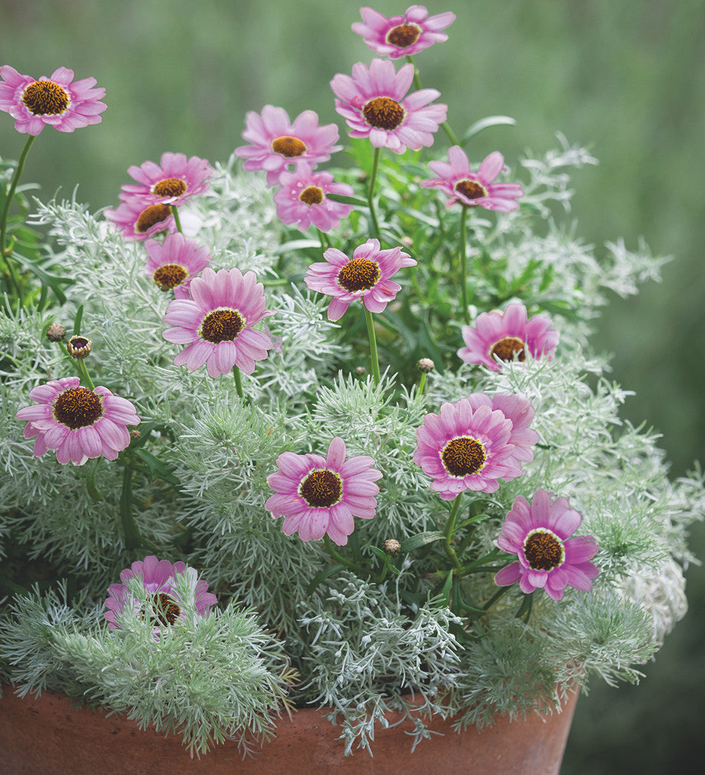 Argyranthemum frutescens 'Grandaisy Pink Halo'