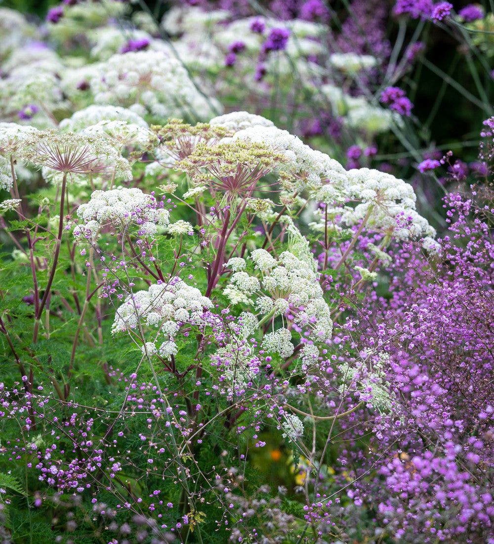 Selinum wallichianum