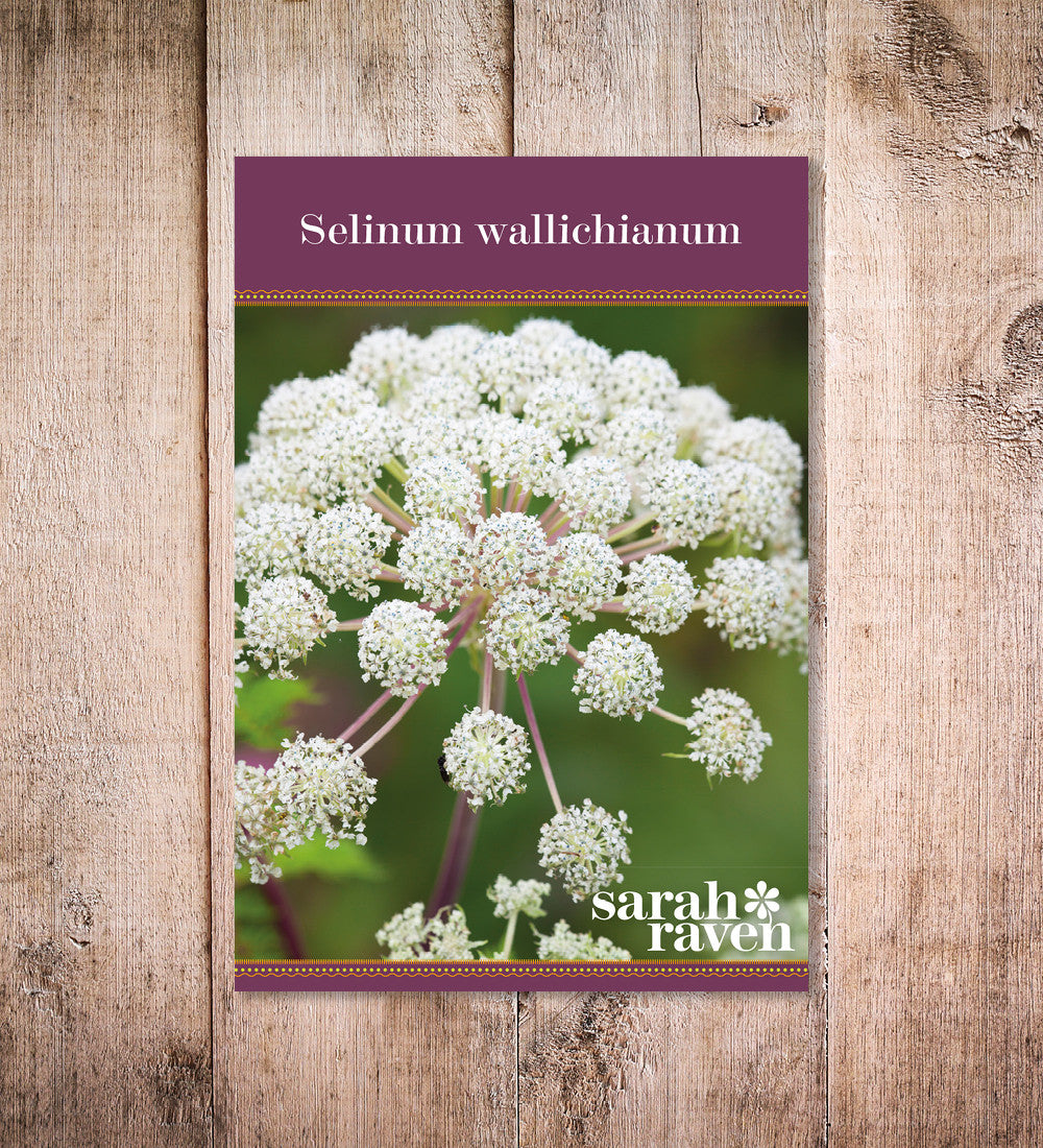 Selinum wallichianum
