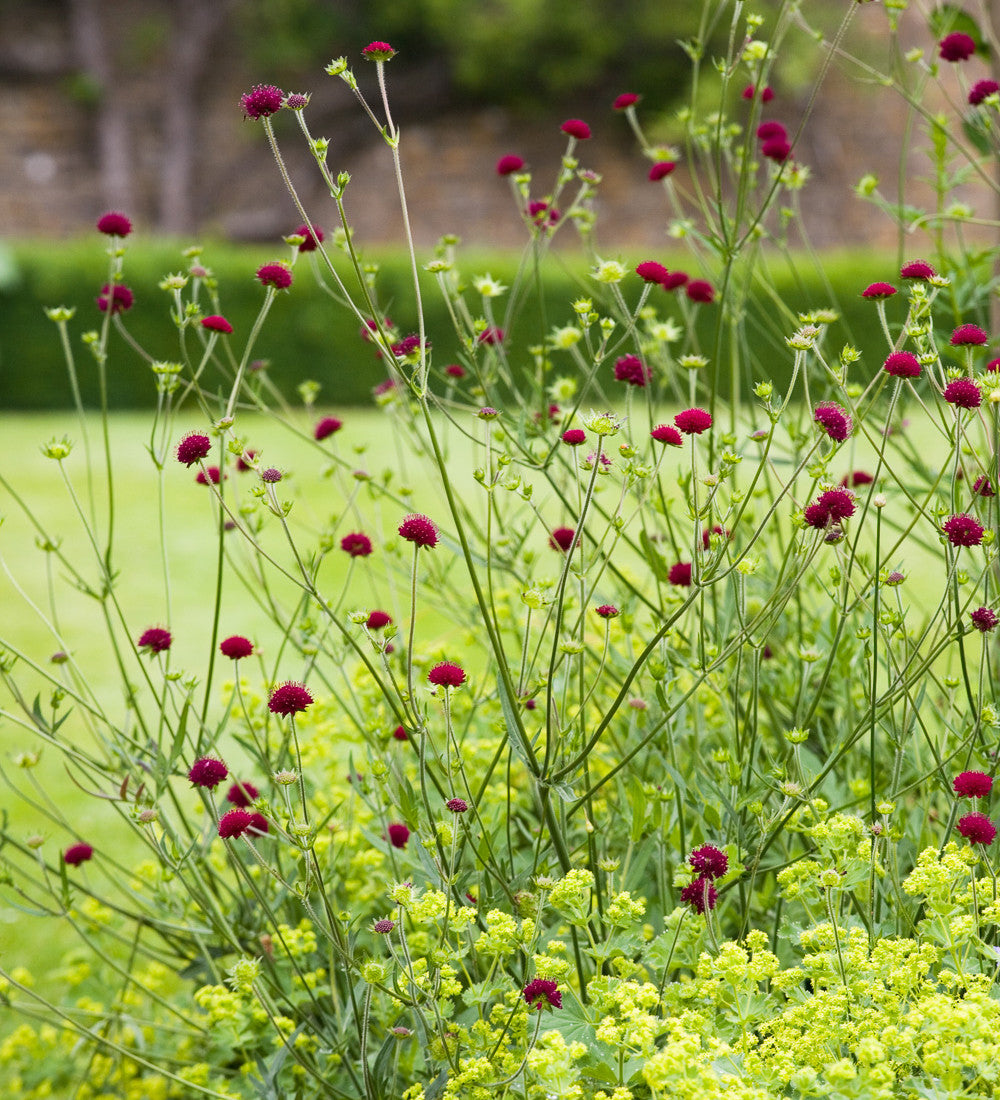 Knautia macedonica