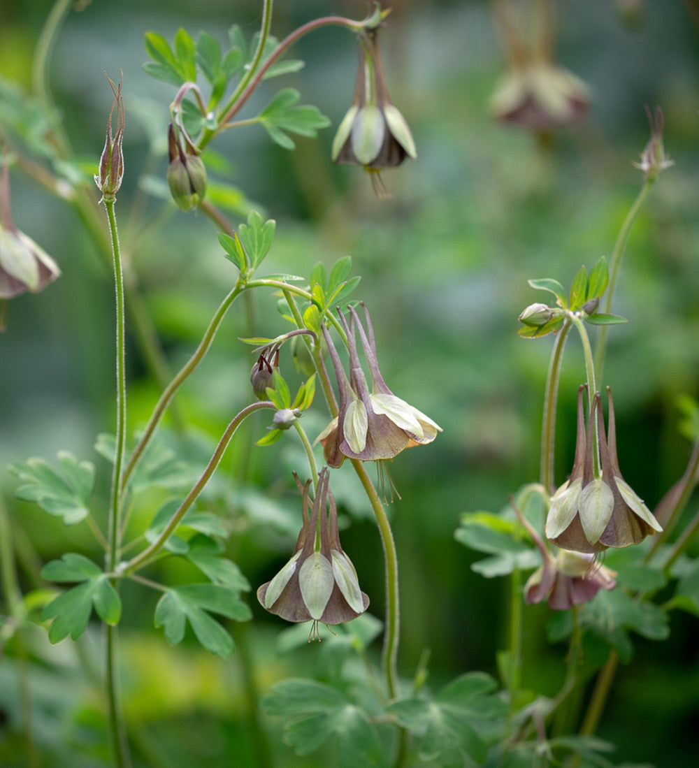 Aquilegia viridiflora 'Chocolate Soldier'