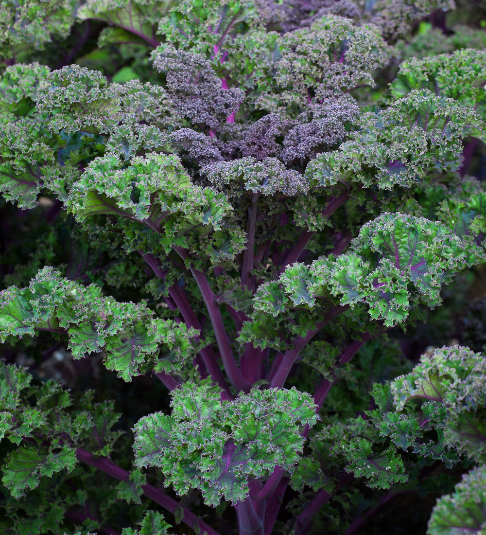 Kale 'Curly Scarlet'