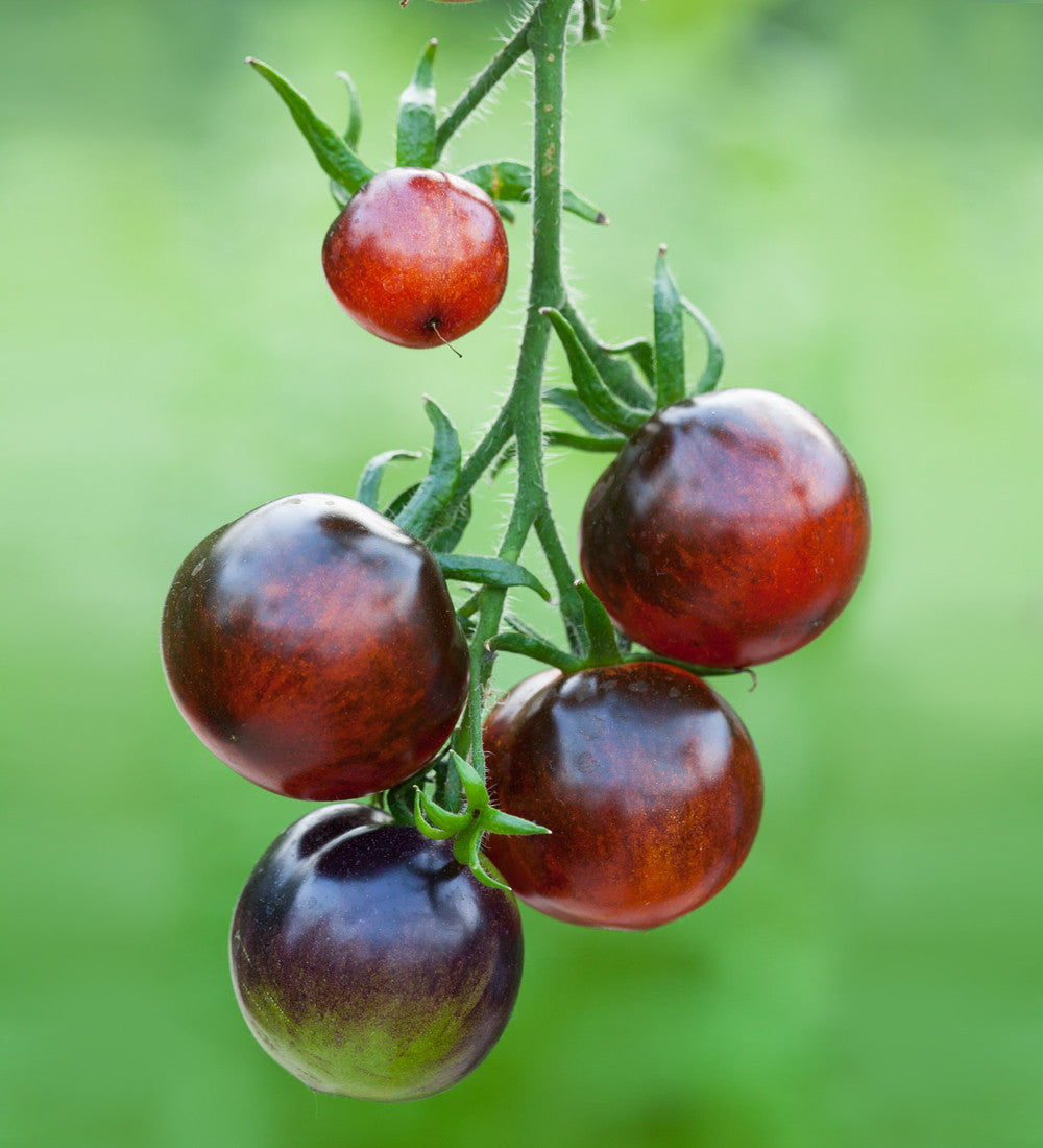 Tomato 'Indigo Rose'
