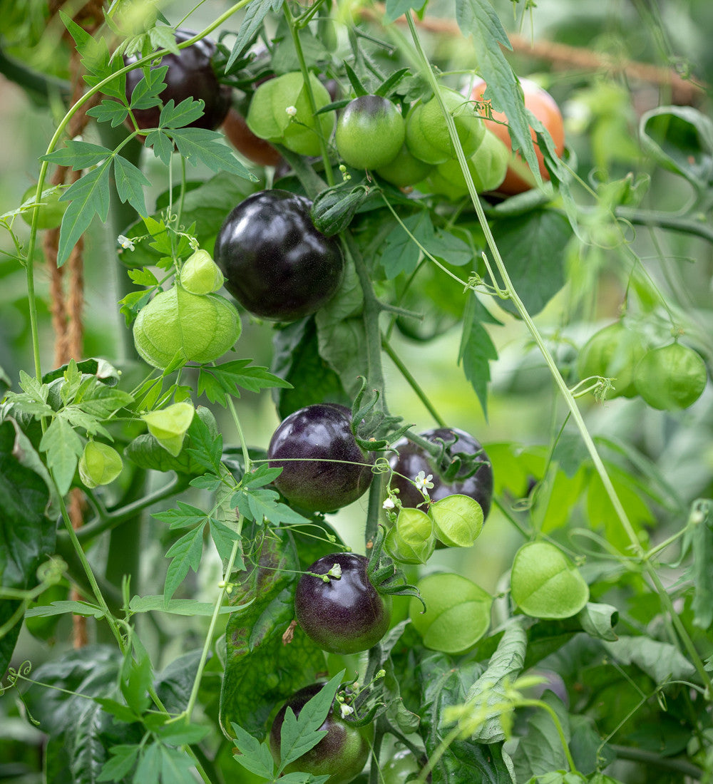 Tomato 'Indigo Rose'
