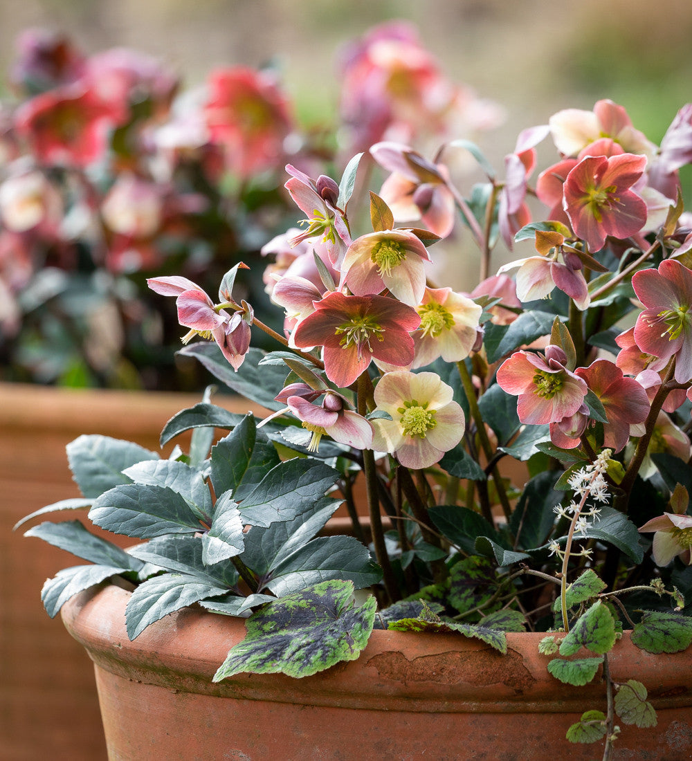 Helleborus x ballardiae 'Merlin'