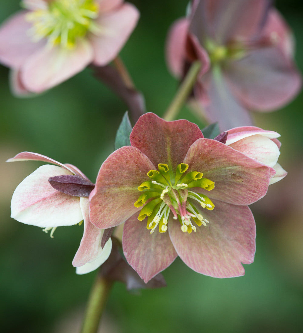 Helleborus x ballardiae 'Merlin'