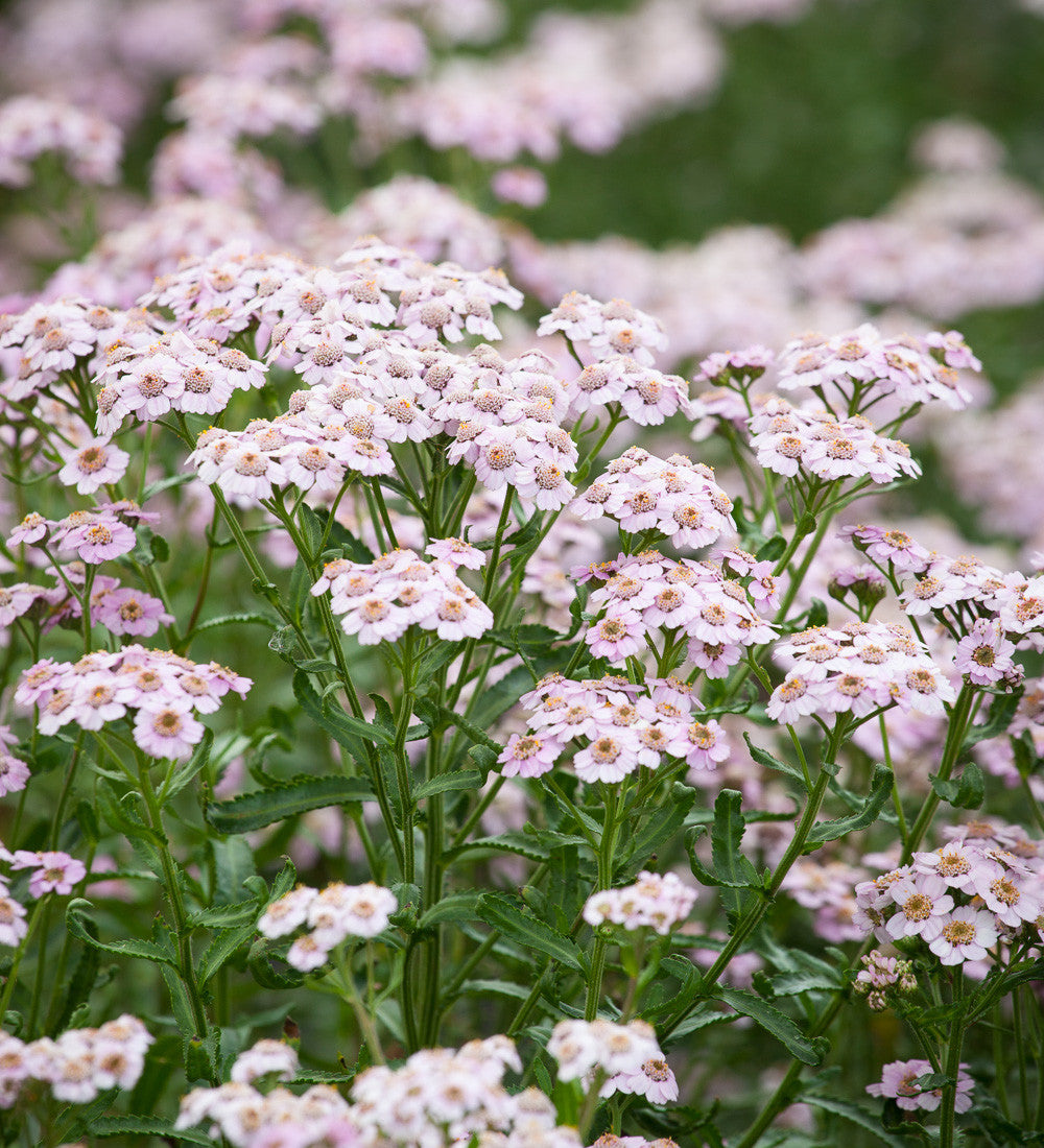 Achillea sibirica subsp. camschatica 'Love Parade'