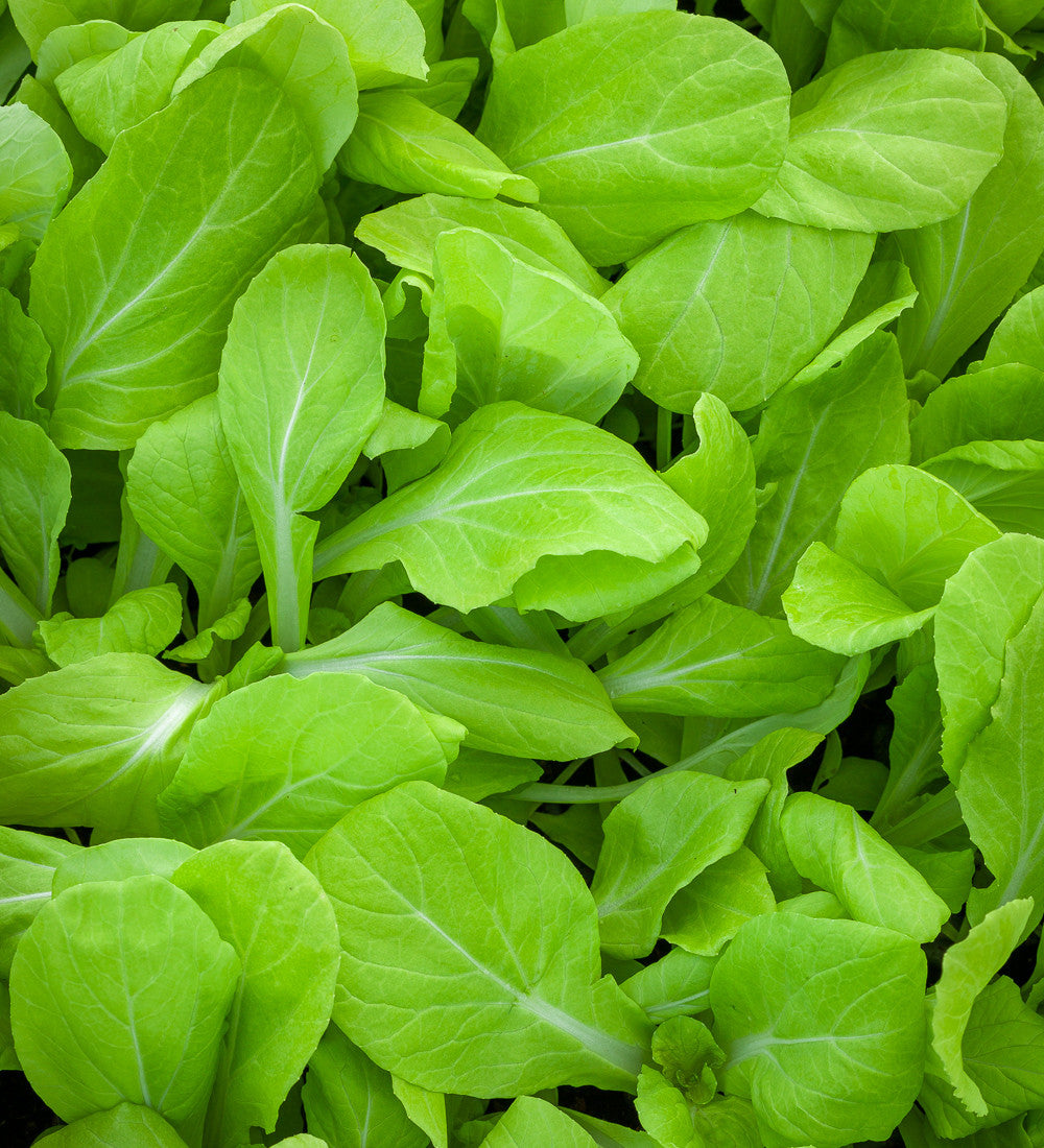 Pak Choi 'Golden Yellow'