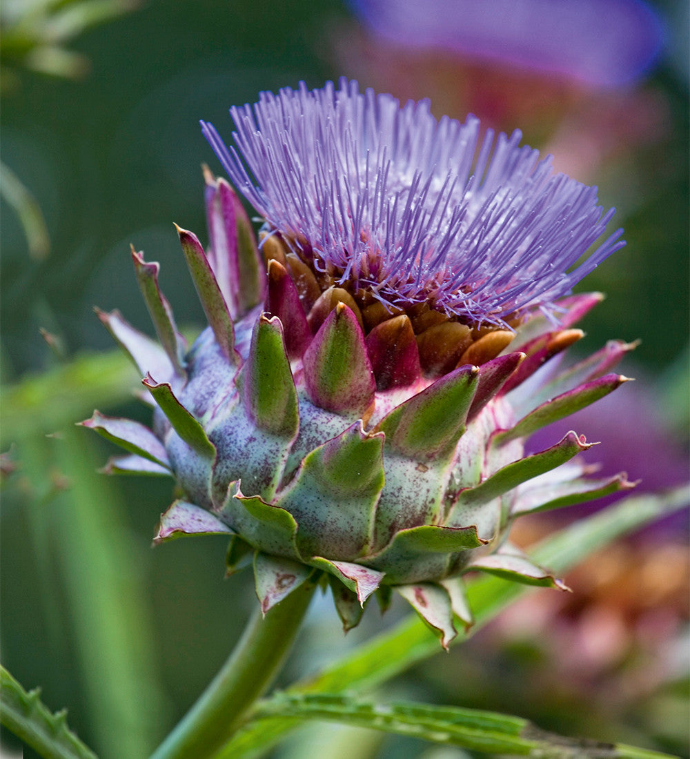 Cynara cardunculus (Cardoon)