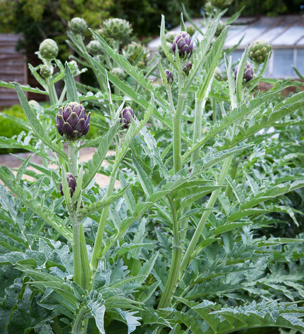 Cynara cardunculus (Cardoon)