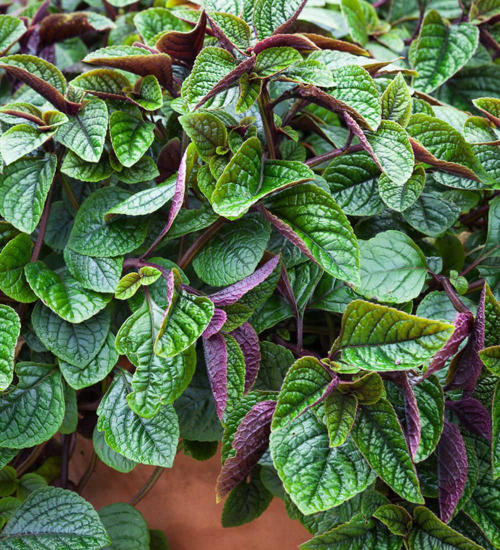 Plectranthus ciliatus 'Nico'