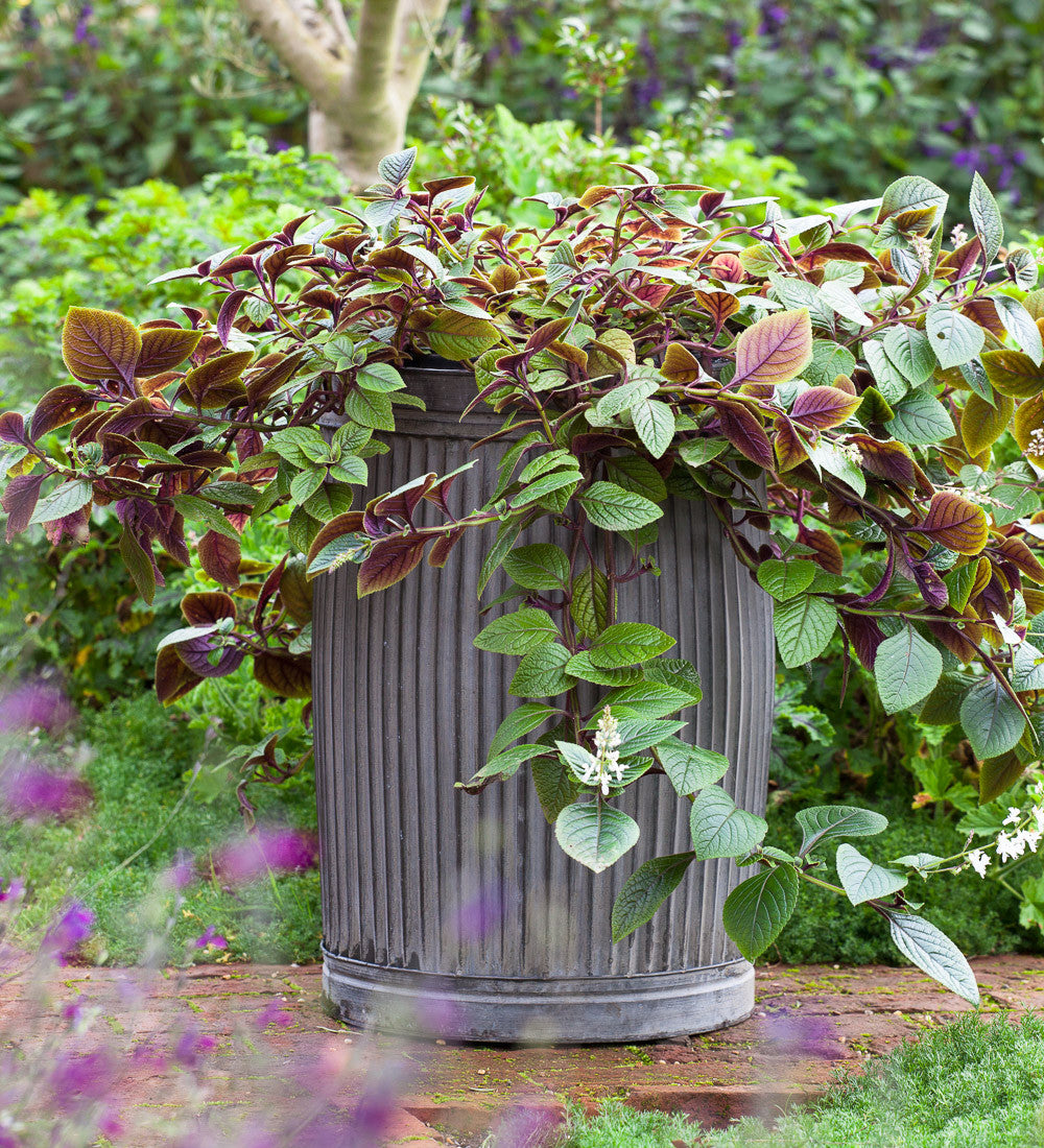 Plectranthus ciliatus 'Nico'