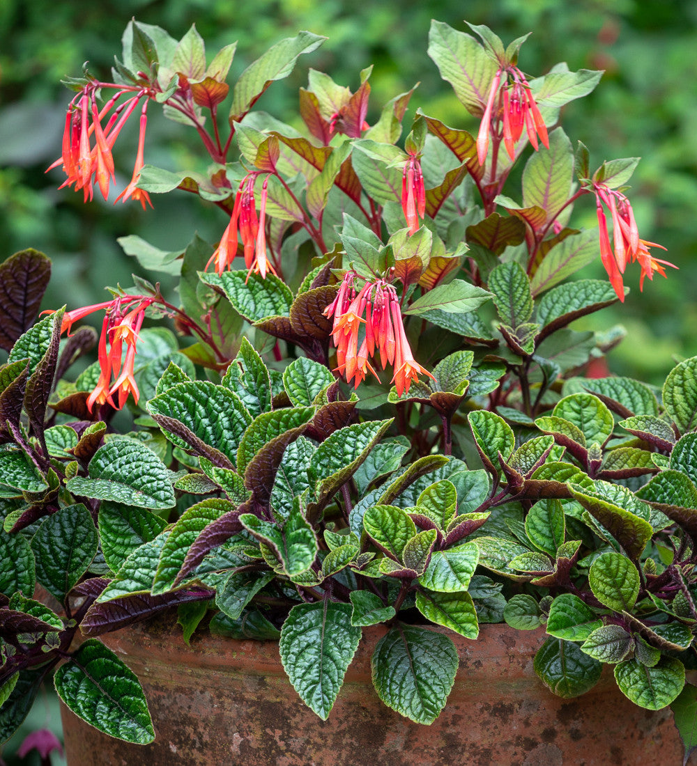 Plectranthus ciliatus 'Nico'