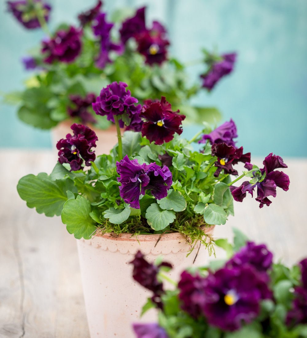 Viola x wittrockiana 'Frizzle Sizzle Burgundy' F1