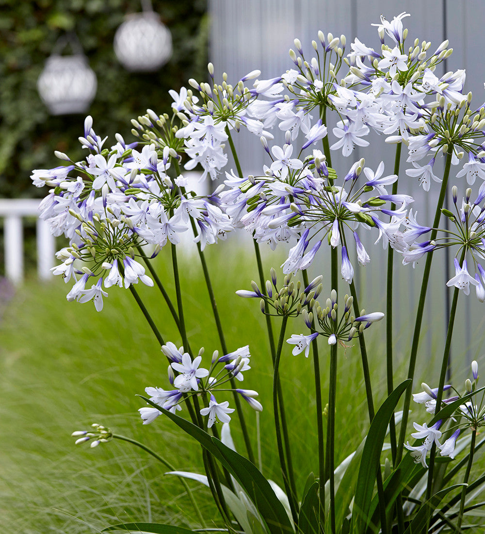 Agapanthus 'Twister'