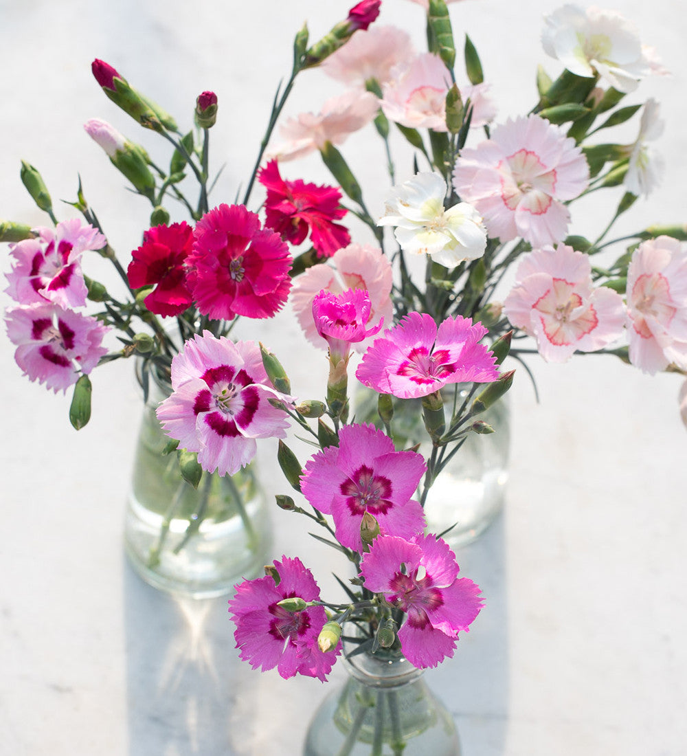 Dianthus Cocktail Collection