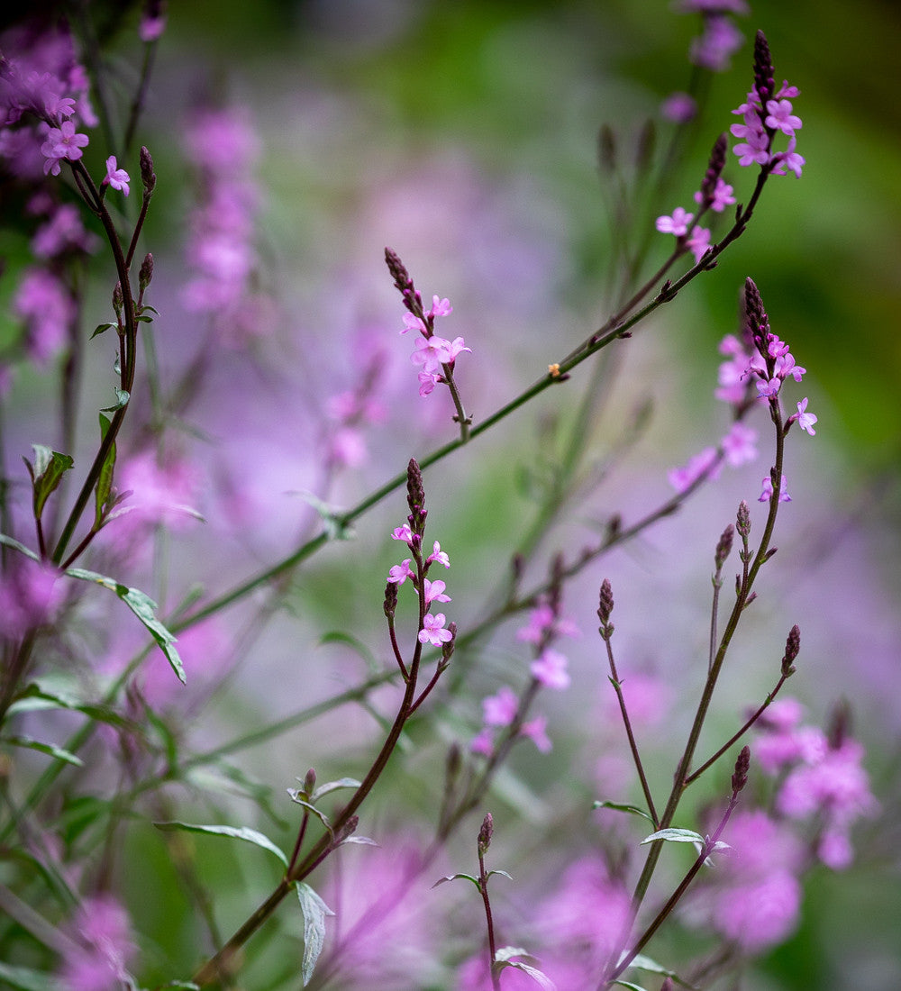 Verbena officinalis var. grandiflora 'Bampton'