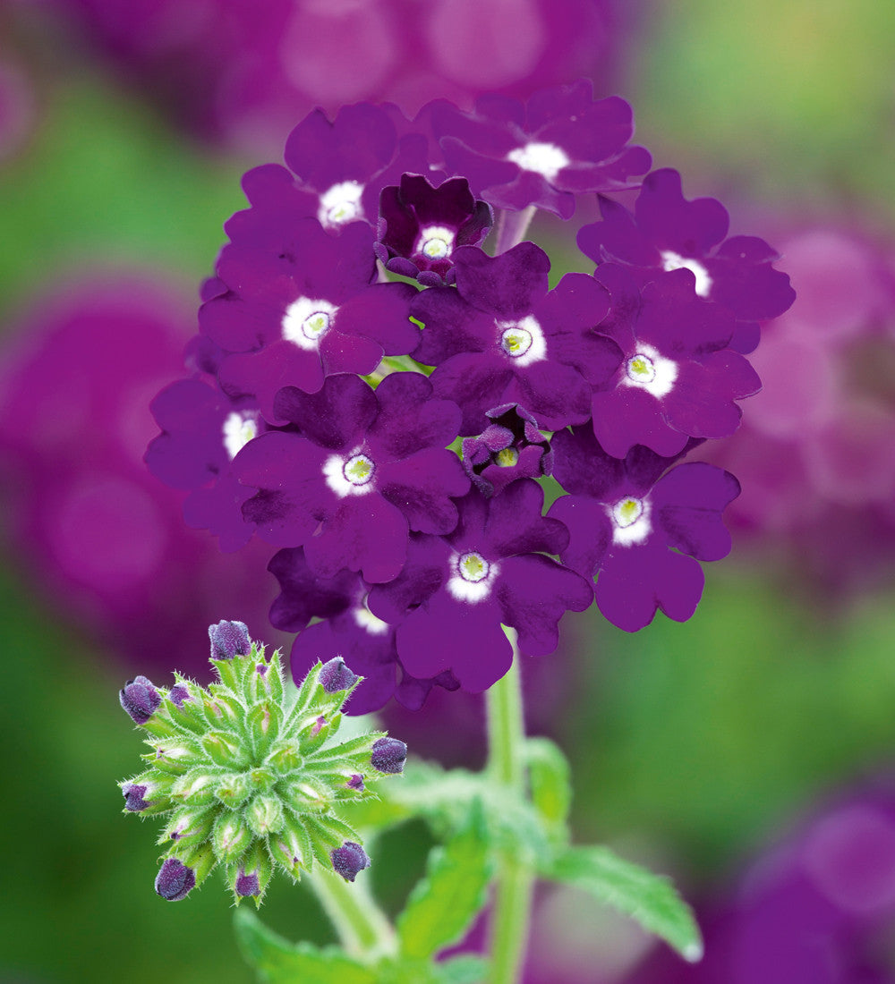 Verbena 'Showboat Dark Violet'