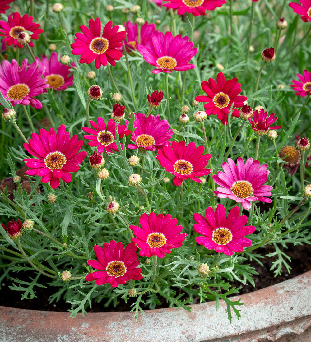 Argyranthemum frutescens 'Grandaisy Deep Red'