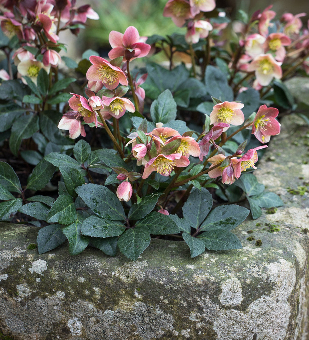 Helleborus x ballardiae 'Maestro'