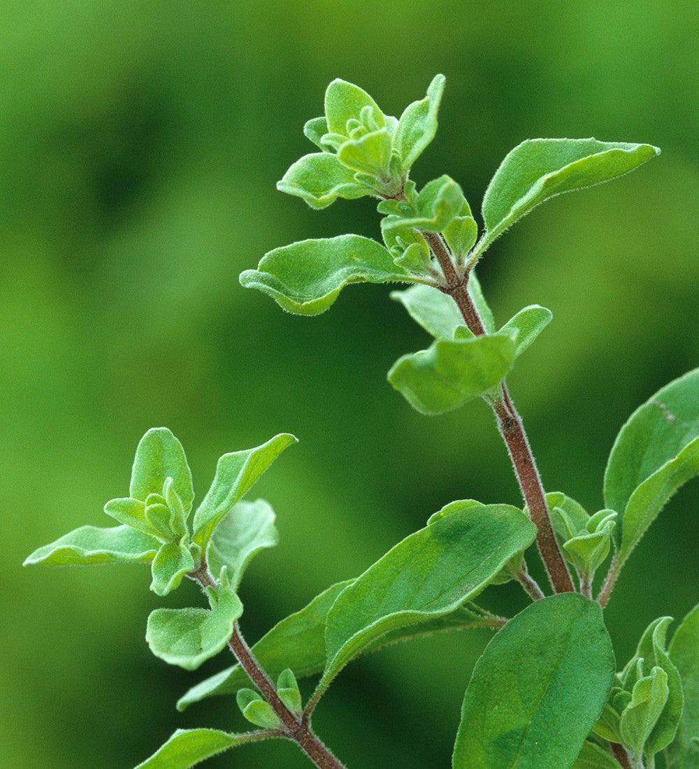 Oregano 'Hot and Spicy'