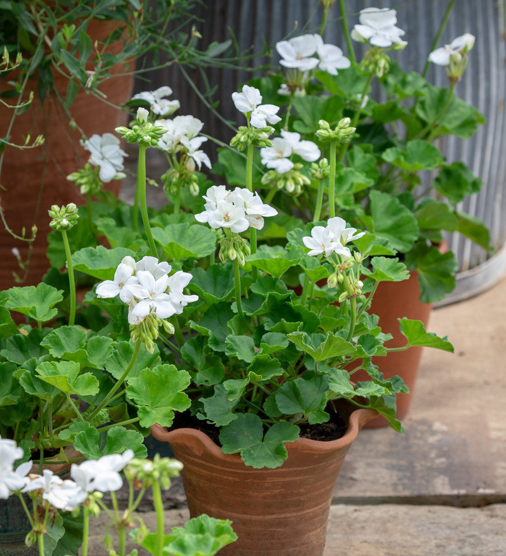 Pelargonium 'Designer White' (Zonal)