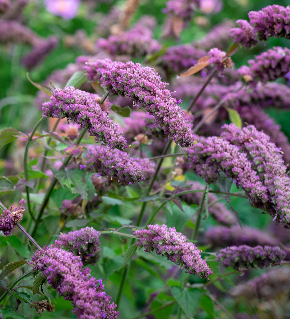 Agastache 'Blue Boa'