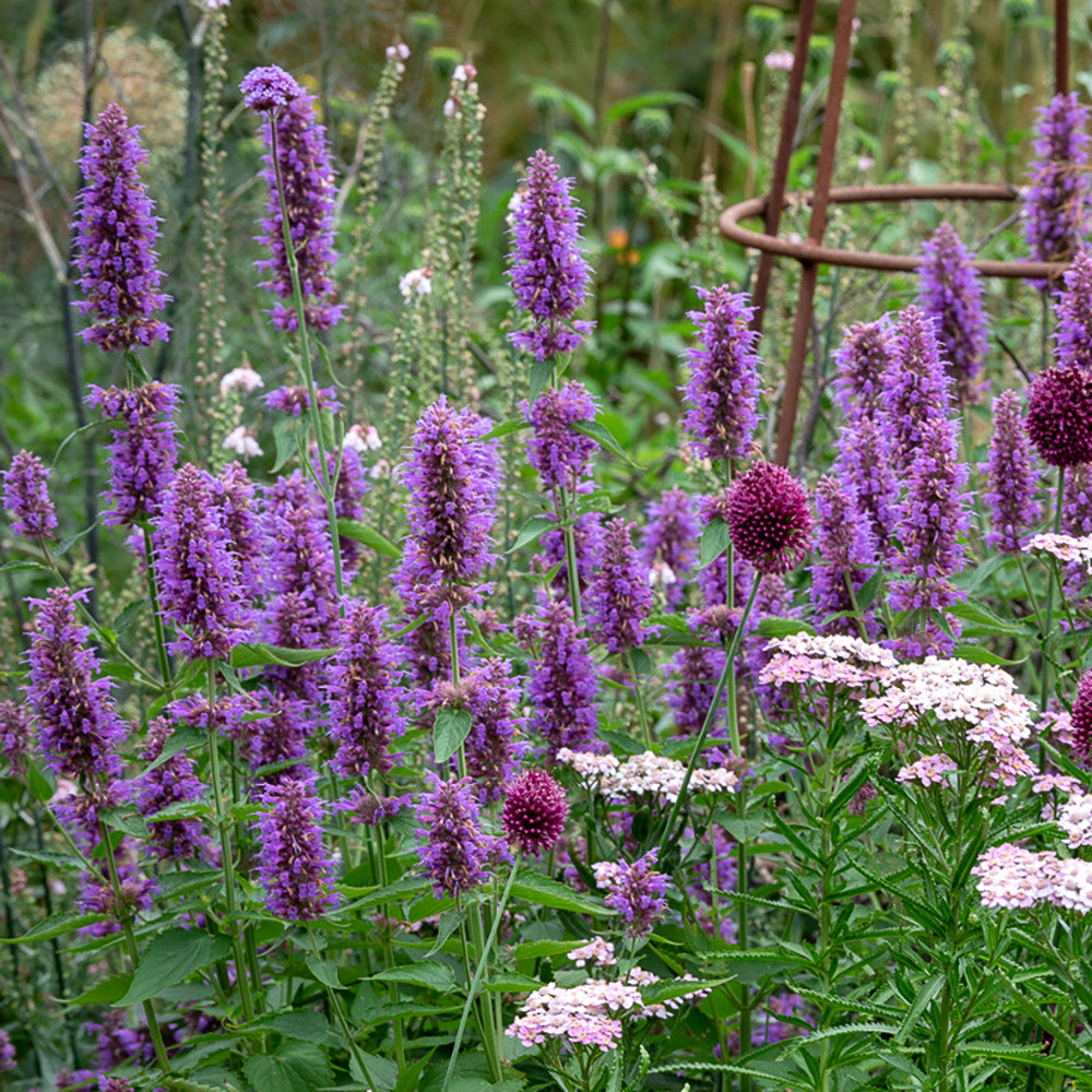 Agastache 'Blue Boa'