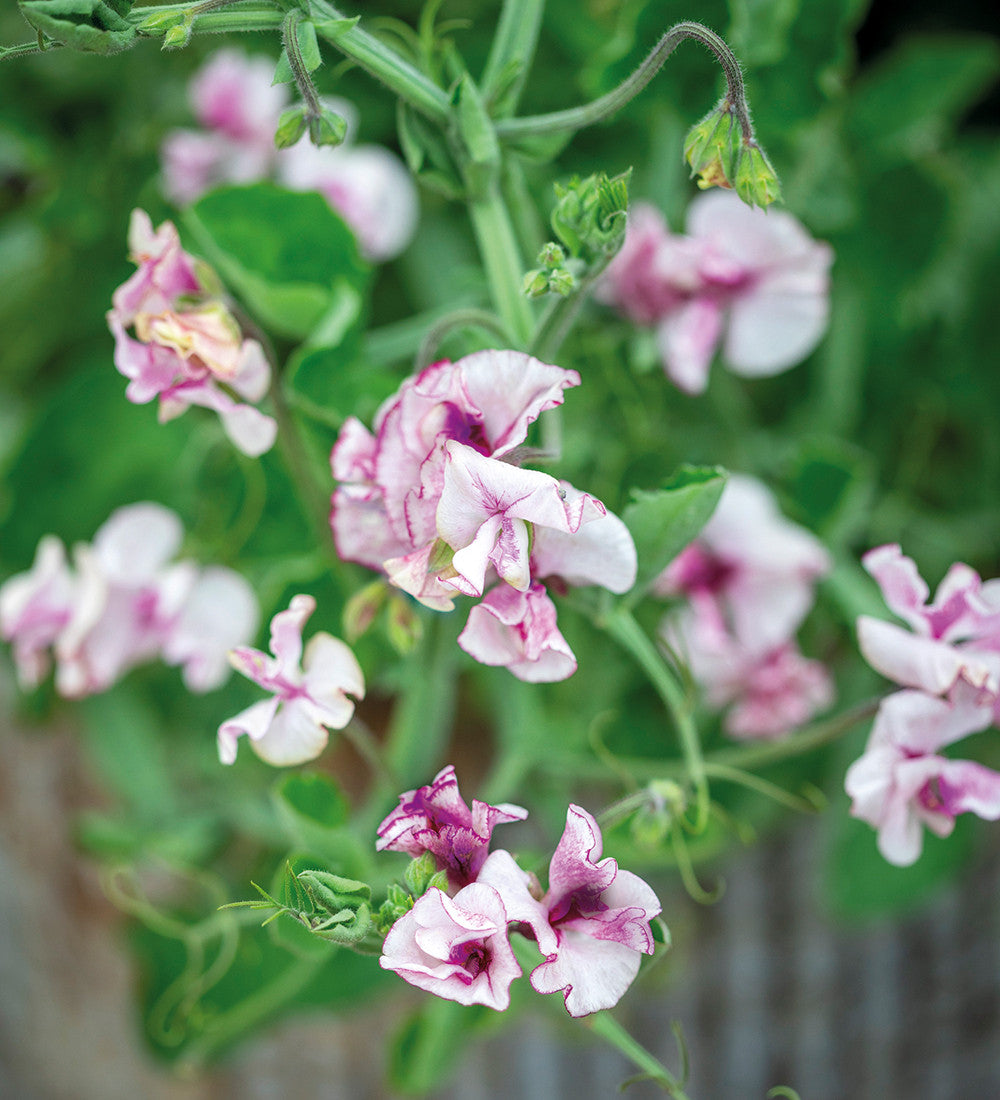 Buckets of Sweet Peas Collection