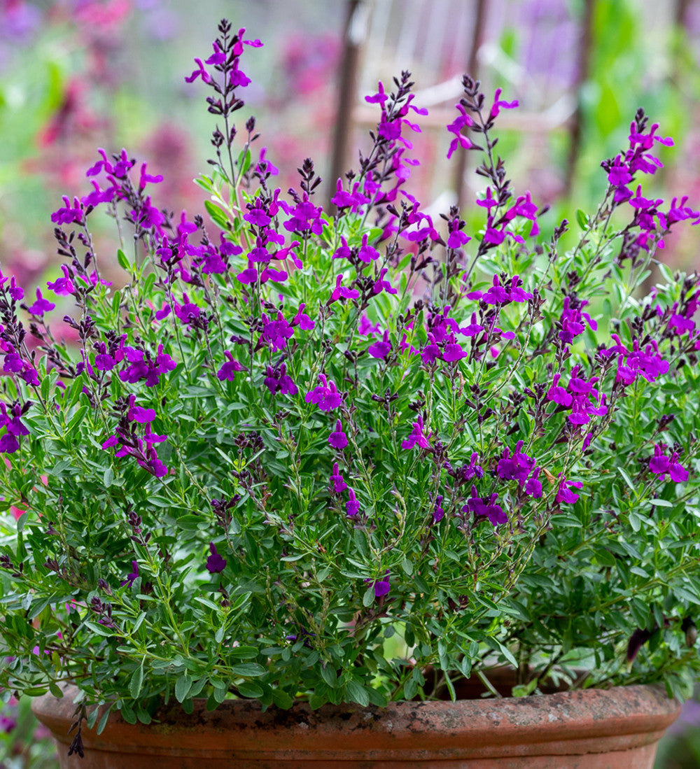 Salvia greggii 'Mirage Deep Purple'
